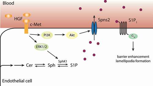 Figure 4. Transactivation of S1P1 and autonomous production of S1P. Expression of Spns2 on ECs enables the cells to transport S1P outside the cells, where it can act in an autocrine or paracrine manner to activate signaling via S1P1. Furthermore, HGF binding to c-Met facilitates the production of S1P by stimulating SphK1 and promotes the autonomous sustenance of ECs with S1P by stimulating its transport via Spns2. This leads to the activation of S1P1 by S1P and the enhancement of barrier stability.Citation26,Citation107,Citation111 Akt, protein kinase B; c-Met, tyrosine-protein kinase Met; Cer, ceramide; ERK, extracellular signal-regulated protein kinase; HGF, hepatocyte growth factor; PI3K, phosphoinositide 3-kinase; S1P, sphingosine 1-phosphate; Sph, sphingosine; Spns2, spinster homolog 2