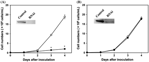 Fig. 4. Effects of gene silencing of 2-oxoglutarate decarboxylase and succinyl-CoA synthetase on the aerobic growth of Euglena.