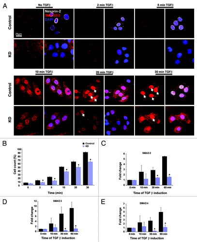 Figure 7. Nesprin-2 mediates the translocation of SMAD 2/3 after TGFβ induction. (A) Translocation of SMAD2/3 was studied by inducing HaCaT cells (control and KD) with TGFβ at different time points. Overview pictures are shown. Nesprin-2, white, was detected with mAb K20–478, SMAD 2/3, red, DAPI staining for nuclei (blue). Arrows point to cells with nuclear accumulation of transcription factor. (B) Numbers of cells showing nuclear localization of SMAD2/3, respectively (n = 500 cells per time point); *p < 0.05). (C-E) Transcript amounts of three different SMADs (SMAD2,3 and 4) in control and KD cells as determined by qRT-PCR.