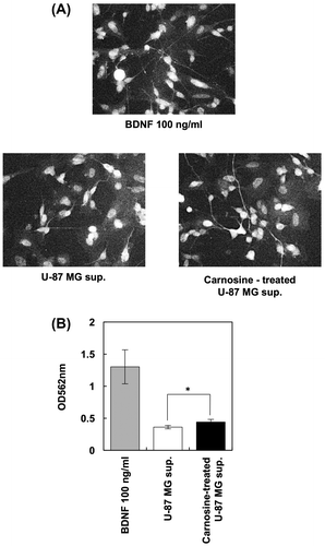 Figure 4. Carnosine promotes neurite outgrowth in neuronal cells via glial cells. After U-87 MG cells were treated with 5 mM carnosine for 24 h, supernatant was collected and added to SH-SY5Y cells. BDNF (100 ng/mL) was used as a positive control. Cells were stained with Milli-Mark FluoroPan Neuronal Marker (A). Neurite length was determined using a Neurite Outgrowth Assay kit (B).