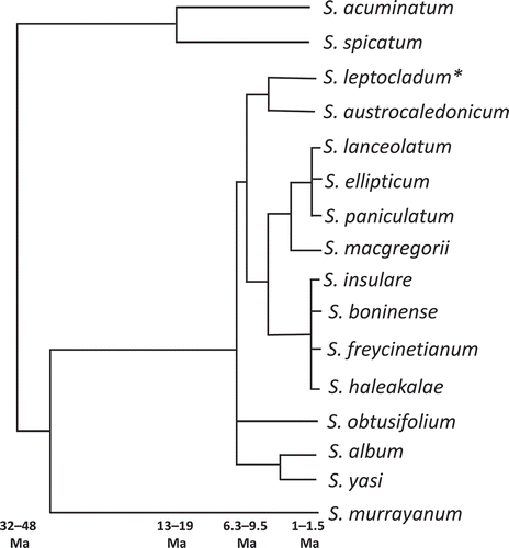 Figure 2. Simplified phylogenetic relationships among members of the Santalum genus. Diagram is based on the more-comprehensive chronogram and phylogeny of Harbaugh and Baldwin (Citation2007), which examined multiple populations of each species. The figure incorporates later research (Harbaugh Citation2007) that differentiated the northern subpopulation of S. lanceolatum as S. leptocladum (*)