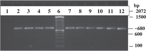 Fig. 3 Gel electrophoresis of PCR amplified greenhouse pepper isolates of F. oxysporum from the first site (TriB-P1- Iso 1, 2, 3) and five isolates from the second site (HsP-Bentley-P2- S1, S2, S3, S4; HsP-Healey-P1- S2) as well as an isolate each of F. oxysporum f. sp. lycopersici and F. oxysporum f. sp. radicis-lycopersici. DNA extracts of individual isolates were PCR amplified using TEF forward and reverse primers. PCR amplicons were run on a 1% agarose gel containing 8.5 μL of Invitrogen SYBR Safe DNA gel stain. The isolate lanes are as follows: 1 = blank, 2 = Fusarium oxysporum f. sp. lycopersici, 3 = Fusarium oxysporum f. sp. radicis-lycopersici, 4 = HsP P2S3 Bentley, 5 = TriB PI Iso 1, 6 = Check – 100 bp DNA Ladder, 7 = HsP P2S1 Bentley, 8 = HsP P2S2 Bentley, 9 = TriB P1 Iso 3, 10 = TriB P1 Iso 2, 11 = HsP P1S2 Healey, 12 = HsP P2S4 Bentley.
