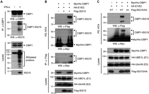 Figure 1. CtBP1 is a target for ISG15 modification. (A) HeLa cells were treated for 48 h with or without IFN-α (2000 U/ml). The cell lysates were immunoprecipitated with anti-CtBP1 antibody, followed by immunoblotting with anti-ISG15 antibody to detect ISG15-conjugated CtBP1. (B) MycHis-CtBP1, HA-UBE1L (E1), HA-UbcH8 (E2), and Flag-ISG15 were expressed in HEK293T cells as indicated. After 48 h, the cell lysates were subjected to NTA pulldown under denaturing conditions, followed by immunoblotting with anti-Flag or anti-Myc antibodies. The same cell lysates were also immunoprecipitated with anti-Flag antibody, followed by immunoblotting with anti-Myc antibody. (C) MycHis-CtBP1, HA-E1 and E2, Flag-ISG15 WT or ISG15 AA (conjugation-defective mutant) were expressed in HEK293T as indicated. The cell lysates were subjected to NTA pulldown under denaturing conditions and immunoblotting with anti-Flag or anti-Myc antibodies to detect ISG15-conjugated CtBP1.