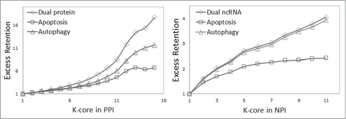 Figure 5. Analysis of network centricity of cell death-associated ncRNA and protein in global the human NPI and PPI network. The percent of both cell death-associated ncRNAs and proteins in k-cores of the NPI and PPI network significantly increased as k increased, and the dual proteins and ncRNAs involved in both autophagy and apoptosis increased the fastest.