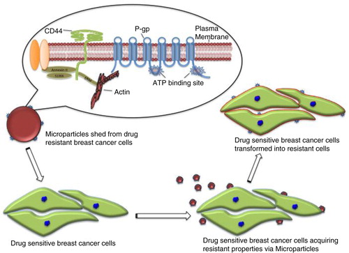 Fig. 5 Microparticles (MPs) play a deleterious role in cancer by transferring drug-resistant proteins. MP surface molecules (adhesion molecules) and FERM domain proteins are proposed to be associated with tissue selectivity in the transfer of P-gp in malignant breast cells.