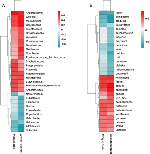 Figure 11 Analysis of the relationships among the gut microbiota, atherosclerosis and vascular calcification. KD group: ketogenic diet group (n=3); LCD group: low-carbohydrate diet group (n=3); MCD group: medium-carbohydrate diet group (n=3); HCD group: high-carbohydrate diet group (n=3) (A) Heatmap of correlations at the genus level; (B) Heatmap of correlations at the species level.