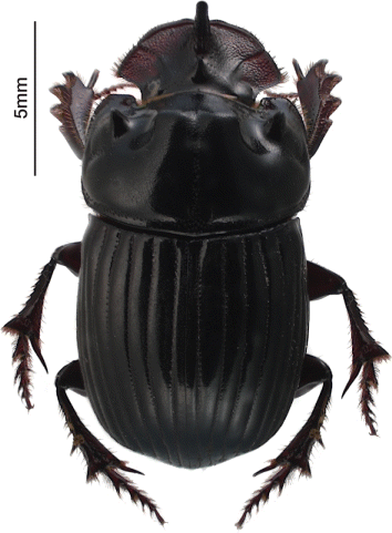 Figure 1 Mexican dung beetle (Copris incertus), male. Montage Image courtesy of Birgit Rhode, NZAC, Landcare Research, 2012.