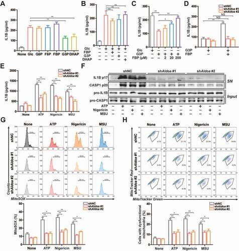 Figure 1. ALDOA maintained NLRP3 inflammasome activation. (A-E) ELISA of IL1B in supernatants of J774A.1 cells. (A) Various glycolytic intermediates (200 μM) as indicated were individually added to the 2-h glucose-starved J774A.1 cells pre-incubated with SLO for 5 min. (B) FBP, G3P or DHAP (200 μM) were individually added to the glucose-rich J774A.1 cells pre-incubated with SLO for 5 min. (C) Glucose, G3P, or FBP were added to the 2 h glucose-starved J774A.1 cells pre-incubated with SLO for 5 min. (D) G3P, or FBP were added to the 2 h glucose-starved J774A.1 cells stably expressing shRNA against Aldoa pre-incubated with SLO for 5 min. (E) ELISA of IL1B in supernatants of LPS-primed J774A.1 cells stably expressing shRNA against Aldoa, stimulated with ATP (5 mM) for 1 h, nigericin (4 μM) for 3 h, MSU (150 μg/ml) for 6 h. (F) Immunoblot analysis of IL1B and CASP1 in supernatants (SN) and extracts (Input) of LPS-primed J774A.1 cells stably expressing shRNA against Aldoa, stimulated as above. (G) Flow cytometry analysis (top) and quantification (bottom) of mitochondrial ROS by MitoSOX staining in LPS-primed J774A.1 cells stably expressing shRNA against Aldoa, stimulated as above. (H) Flow cytometry analysis (top) and quantification (bottom) of mitochondrial status in LPS-primed J774A.1 cells stably expressing shRNA against Aldoa, stimulated as above. Gates represent cells with damaged mitochondria. Data are presented as mean ± SD (n = 3). *P < 0.05, **P < 0.01.