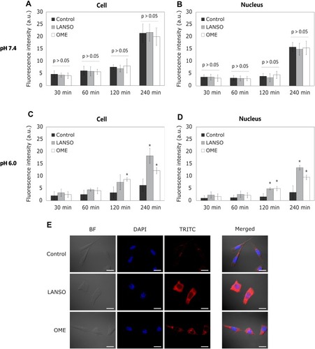 Figure 2 The effect of proton pump inhibitors on pegylated liposomal doxorubicin (PLD) delivery into monolayer-cultured cells at different pH values. (A) PLD fluorescence intensity in cells at different time periods at pH 7.4. (B) PLD fluorescence intensity in the cell nucleus at different time periods at pH 7.4. (C) PLD fluorescence intensity in cells at different time periods at pH 6.0. (D) DOX fluorescence intensity in the cell nucleus at different time periods at pH 6.0. (E) Representative images of cells after 4 hrs of incubation with DOX at pH 6.0. Magnification 600×. Scale bar = 50 µm. The asterisks (*) indicate p < 0.05.Abbreviations: LANSO, lansoprazole; OME, omeprazole.
