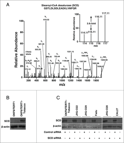 Figure 3. Chronic exposure to chewing tobacco leads to increased expression of SCD in oral keratinocytes. (A) Representative MS/MS spectra of SCD. (B) Western blot analysis showed overexpression of SCD in OKF6/TERT1-Tobacco cells compared to OKF6/TERT1 cells. (C) OKF6/TERT1-Tobacco and a panel of HNSCC cell lines were transfected with SCD siRNA and Western blot was performed 48h post transfection using anti-SCD antibody. β-actin was used as a loading control.