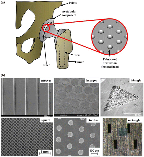 Figure 1. (a) Surface texturing on femoral head [Citation33] and (b) SEM images of different types of fabricated surface texturing.[Citation9]