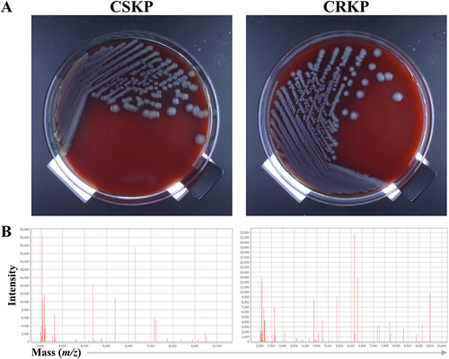Figure 1 Identification of K. pneumoniae from the critically ill patients in the ICUs. (A) Representative microbial cultures of CSKP and CRKP for macroscopic/microscopic examinations. (B) Representative data from MALDI-TOF MS spectra for CSKP and CRKP identification.