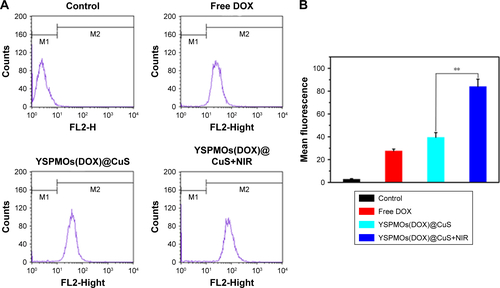 Figure S4 (A) Flow cytometry analysis of MDA-MB-231 cells incubated with free DOX and YSPMOs(DOX)@CuS nanoparticles with or without NIR irradiation. (B) Fluorescence intensity of MDA-MB-231 cells incubated with free DOX and YSPMOs(DOX)@CuS nanoparticles with or without NIR irradiation. **P<0.01.Abbreviations: DOX, doxorubicin; NIR, near infrared; YSPMOs, yolk–shell-structured periodic mesoporous organosilica nanoparticles.