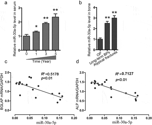 Figure 2. Increased miR-30a-5p expression is associated with reduced bone formation in OP patients receiving long-term BP treatment. A. qRT-PCR analysis of temporal changes in serum miR-30a-5p levels in OP patients undergoing BP treatment. *P < 0.05 and **P < 0.01 vs. the control group. B. qRT-PCR analysis of the changes in serum miR-30a-5p levels in patients with or without atypical fractures who were receiving BP treatment for postmenopausal OP. **P < 0.01 vs. the control group. C. Correlation of miR-30a-5p level and BGLAP mRNA level. D. Correlation of miR-30a-5p level and ALP mRNA level.