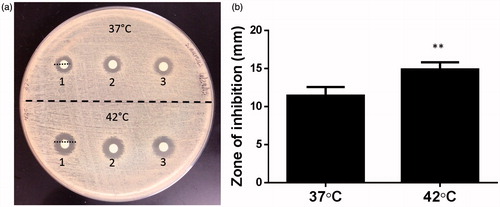 Figure 3. (a) Evaluation of thermosensitive release and killing of S. aureus by disc diffusion method. (b) A significantly greater zone of inhibition was noted when LTSL was heated to 42 °C compared to 37 °C (**p < 0.05, unpaired t-test).