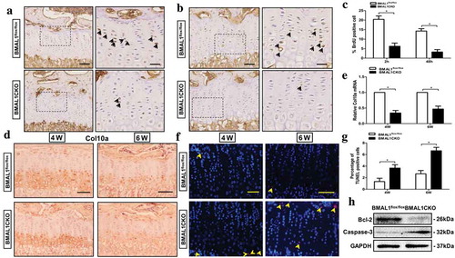 Figure 4. Bmal1 ablation affected chondrocytes proliferation, differentiation and apoptosis. Representative images of BrdU immunohistochemical analysis of tibia growth plate from BMAL1flox/flox and BMAL1CKO mice at 4-week-old after 2 h (a) and 48 h (b) of BrdU assay. BrdU-positive cells were stained by brown color (indicated by the arrow). Scale bars = 100μm. Boxed areas on the right represent higher magnification. Scale bars = 50μm. (c) The number of BrdU positive cells quantitatively (n= 5/group). (d) Immunohistochemical analysis of Col10a expression in BMAL1flox/flox and BMAL1CKO mice tibia tissue at 4-week and 6-week (n= 5/group). Scale bars = 100μm. (e) Col10a mRNA in growth plate cartilage of BMAL1flox/flox and BMAL1CKO mice was tested by qPCR (n= 5/group). (f) Representative images of the TUNEL-positive cells in tibial growth plate at 4-week-old and 6-week-old BMAL1flox/flox and BMAL1CKO mice. TUNEL positive cells were labeled red fluorescence. Scale bars = 100μm. (g) Quantitatively analyzed the number of TUNEL-positive cells, respectively (n= 5/group). (h) Western blot analysis showing the expression of Bcl-2 and Caspase-3 in tibia growth plate of BMAL1flox/flox and BMAL1CKO mice (n= 3/group). Data are expressed as means ± SE in each bar graph. *p < 0.05.