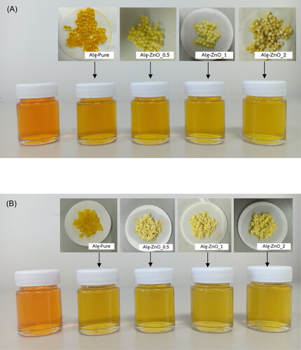 Figure 5. Visual decolorization of sedge dye solutions before and after 24 h treatment by (A) fresh and (B) dry alginate beads with varying ZnO loading.