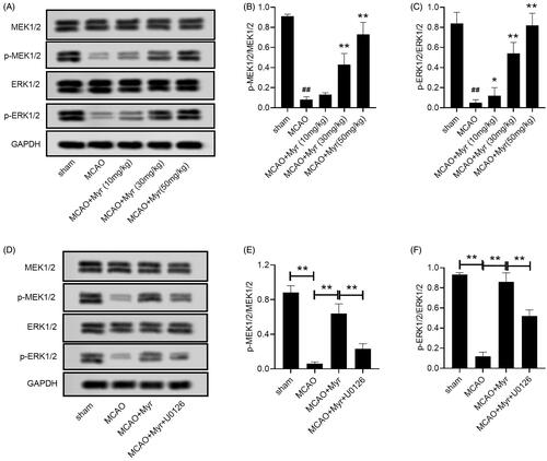 Figure 5. Mytenol activated ERK1/2 signalling pathway in MCAO rats. (A) MEK1/2, p-MEK1/2, ERK1/2, p-ERK1/2 expression in brain tissues were detected by western blot. (B–C) The relative expression ratio of p-MEK1/2/MEK1/2, p-ERK1/2/ERK1/2. (D) MEK1/2, p-MEK1/2, ERK1/2, p-ERK1/2 expression in brain tissues were detected by western blot. (E-F): MEK1/2, p-MEK1/2, ERK1/2, p-ERK1/2 expression in brain tissues were detected by western blot. n = 6. Data were presented as the mean ± SD of at least three repeated experiments. ##p < 0.01, compared with the sham group; *p < 0.05, **p < 0.01, compared with the MCAO group.