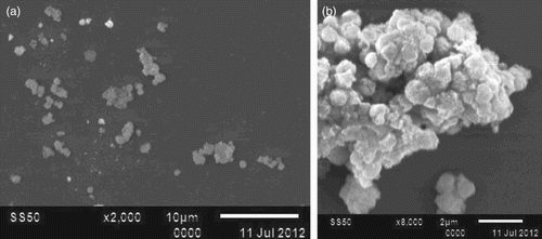 Figure 1. (a) SEM image of silver zinc oxide nanocomposite (Ag-ZnO NC); (b) spherical sized Ag-ZnO NC (∼0.5 μm).