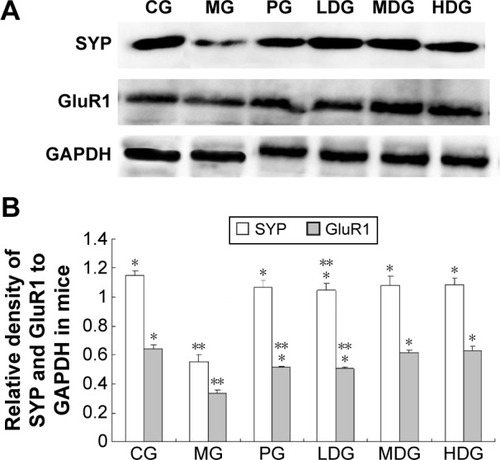 Figure 3 Increased expression of SYP and GluR1 in the hippocampus and cortex of transgenic mice.