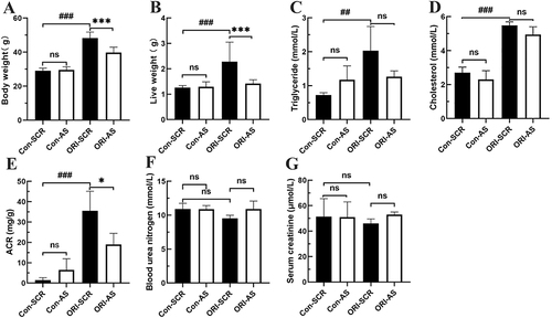 Figure 3 Biochemical parameters of mice in the groups at the 4th week after osmotic pump implantation of Cx43 AS or SCR. (A) Body weight, (B) Live weight, (C) Triglyceride, (D) Cholesterol, (E) ACR (urinary microalbumin to creatinine ratio), (F) Blood urea nitrogen, (G) Serum creatinine. All data represent mean ± SEM (n=12 per group), and one-way ANOVA with LSD-t multiple comparison test was performed; n.s. not significant, ###P < 0.001, ##P < 0.01, Con-SCR vs ORI-SCR. ***P < 0.001, *P < 0.05, ORI-SCR vs ORI-AS or Con-SCR vs Con-AS.