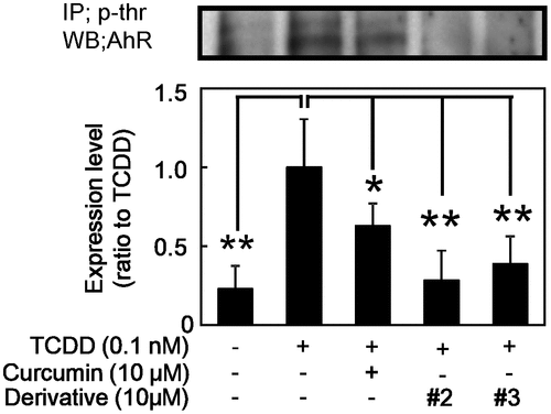 Figure 5. Effect of curcumin derivatives on TCDD-induced AhR phosphorylation. Hepa-1c1c7 cells were treated with the indicated concentrations of curcumin and derivatives (#2 and 3), then exposed to 0.1 nM TCDD or DMSO alone as a vehicle control for 2 h. Nuclear fraction of these cells were prepared. Phosphorylation of AhR was measured by immunoprecipitation with p-threonine antibody and immuno blotting analysis with AhR antibody. Typical representative data are shown from three independent experiments. Density of specific band was measured and shown after normalization by β-actin expression. The value of TCDD alone was set to 1. The results are represented as the mean ± SD (n = 3). Asterisks indicate significant difference from the value of TCDD alone by Dunnett’s test (*; p < 0.05, **; p < 0.01).