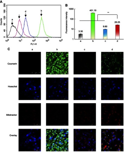 Figure S1 Cellular uptake and co-localization of functional coumarin liposomes in TNBC cells. (A) Cellular uptake in MDA-MB-231 cells after treatments. a, blank control; b, free coumarin complexes; c, regular coumarin liposomes; d, functional coumarin liposomes. The results indicate that the functional coumarin liposomes are higher internalized than regular coumarin liposomes but less than free coumarin. (B) Fluorescence intensity values in MDA-MB-231 cells after treatments. a, blank control; b, free coumarin complexes; c, regular coumarin liposomes; d, functional coumarin liposomes. **P<0.01. The results show that the functional coumarin liposomes exhibit 2.6-folded cellular uptake than regular coumarin liposomes. (C) Co-localization in MDA-MB-231 cell mitochondria after treatments. a, blank control; b, free coumarin complexes; c, regular coumarin liposomes; d, functional coumarin liposomes. The results show that the functional coumarin liposomes are significantly higher co-localized than regular coumarin liposomes in cytoplasm and in mitochondria.