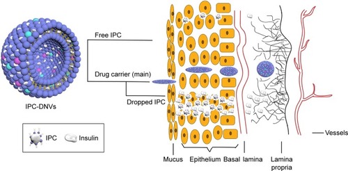 Figure 9 Mechanisms of IPC-DNV transport in mucosal permeation.Abbreviations: DNVs, deformable nanovesicles; IPC, insulin-phospholipid complex.