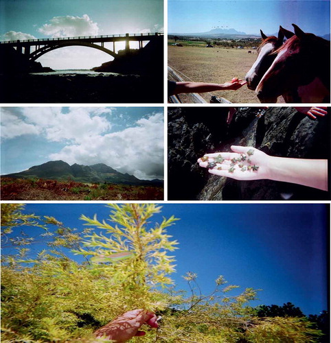 Figure 7. From the photographs, we can see that a picturesque river with a bridge, and being close to fauna (starfish, feeding horses, and chameleon, bottom) are among children’s favourite places in nature.