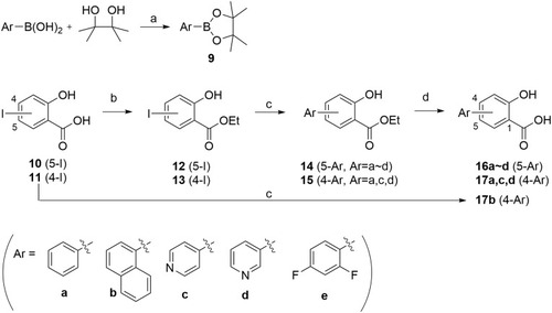 Scheme 2 Synthetic scheme for 5-arysalicylic acid (16a~d) and 4-arylsalicylic acid (17a~d) reagents and conditions (a) MgSO4, dioxane, reflux o/n, (b) H2SO4, EtOH, reflux for o/n (c) arylboronic acid or 9, Pd(PPh3)4, Na2CO3, EtOH/toluene, 85 °C or dioxane, 90 °C, 4 h (d) LiOH, MeOH, reflux, 12 h.