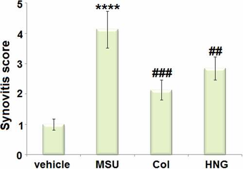 Figure 2. S14G-humanin (HNG) improved the pathological status of articular luminal synovial tissues on Day 7 in gouty arthritis mice. Synovitis score was measured (****, P < 0.0001 vs. vehicle group; ##, ###, P < 0.005, 0.001 vs. MSU group).