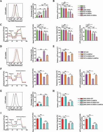 Figure 5. Degradation of MARCHF5 by CMA protects mitochondrial function. (A) Analysis of the effect of blockage degradation of MARCHF5 by CMA on mitochondrial membrane potential (MMP). SN4741 cells stably expressing WT MARCHF5 or the Q48A R49A mutant were treated with 6-OHDA. Living cells were then stained with the TMRE dye and detected by the flow cytometry (PE-A channel). Right panels show the percentage of SN4741 cells with decreased MMP. (B) Analysis of the effect of blockage degradation of MARCHF5 by CMA on cellular total ATP level. SN4741 cells stably expressing WT MARCHF5 or the Q48A R49A mutant were treated as indicated. The ATP level was determined by an ATP Assay Kit. (C) Analysis of the effect of blockage degradation of MARCHF5 by CMA on oxygen consumption rate (OCR). SN4741 cells stably expressing WT MARCHF5 or the Q48A R49A mutant were seeded on a 24-well microplate, treated as indicated, and then analyzed by the seahorse XF24 analyzer. Oligomycin (1 μM), FCCP (1.5 μM), antimycin A and rotenone (2 μM) were added at indicated time points. Right panels show different mitochondria bioenergetics parameters (Basal OCR refers to the gap between OCR value measured before oligomycin injection and after antimycin A and rotenone injection; Maximal OCR refers to the gap between OCR value measured after FCCP injection and after antimycin A and rotenone injection; Spare Respiratory Capacity refers to the ratio between Maximal and Basal OCR; ATP production-coupled OCR refers to the gap between OCR value measured before and after oligomycin injection). (D-F) Analysis of the effect of LAMP2A overexpression on MMP (D), ATP level (E) and OCR (F) in WT SN4741 cells. SN4741 cells stably expressing WT MARCHF5 were transfected with the MYC-LAMP2A or EV for 24 h and then treated with 6-OHDA. MMP, ATP level and OCR was determined. (G-I) MARCHF5 Q48A R49A abrogated the effects of LAMP2A overexpression on MMP (G), ATP level (H) and OCR (I). SN4741 cells stably expressing Q48A R49A mutant were transfected with the MYC-LAMP2A or EV and treated with 6-OHDA. MMP, ATP level and OCR was determined. Data are expressed as mean ± S.E.M. (n = 3 independent experiments for A, B, D, E, G and H; n = 6 from 2 independent experiments [3 replicates for each group per experiment] for C, F and I. Two-way ANOVA followed by Tukey’s post test, *P < 0.05, **P < 0.01)