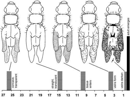 Figure 1. Phases of wing development in last instar Nemouroidea. Top, aspect in Leuctra sp. (modified from Zwick, Citation1991). Bottom, temporal sequence (abscissa: number of days before adult emergence) of the same developmental phases in Nemoura cinerea and Nemurella pictetii. Bars mark onset of the respective condition (original).