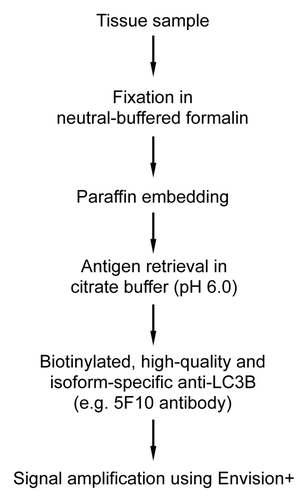 Figure 16. Overview of an optimized protocol for immunohistochemical detection of LC3 as a protein marker for autophagic vacuoles in paraffin-embedded tissue samples. Although this staining protocol is highly sensitive, it may still require overexpression of LC3 in the majority of tissues.