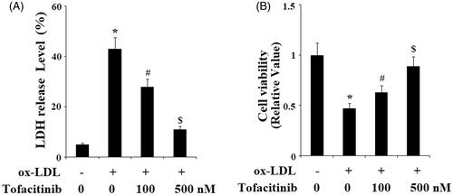 Figure 6. Tofacitinib ameliorates ox-LDL-induced LDH release and reduction of cell viability. HAECs were stimulated with 100 mg/L ox-LDL in the presence or absence of tofacitinib (100, 500 nM) for 48 h. (A). LDH release was determined using a commercial kit; (B) Cell viability was determined by MTT assay (*, p < .01 vs. vehicle control; #, p < .01 vs. ox-LDL group, $, p < .01 vs. ox-LDL + 100 nM tofacitinib group, ANOVA, n = 5–6).