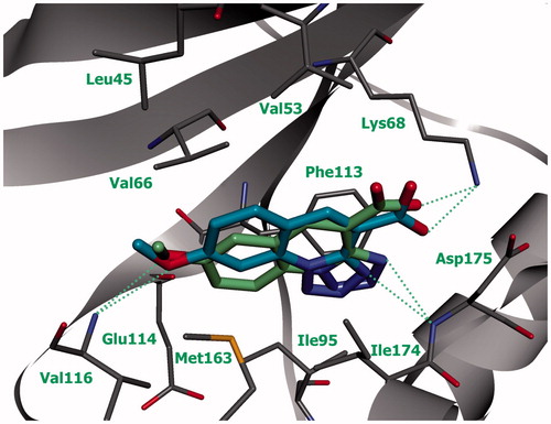Figure 3. Compounds 6а (green) and 6b (blue) in ATP-binding site of CK2 (the complex was obtained by molecular docking, hydrogen bonds are indicated by green dotted lines).
