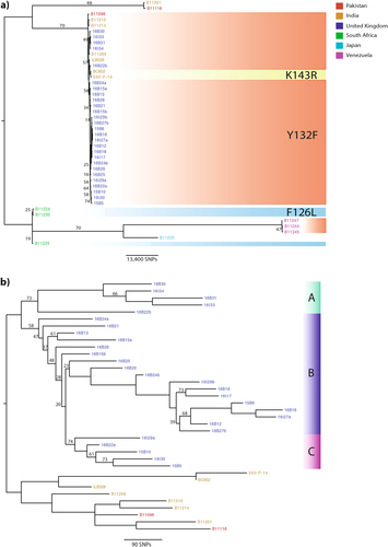 Fig. 1 Phylogenetic analysis of C. auris isolates with bootstrap support (500 replicates) performed on WGS SNP data to generate maximum-likelihood phylogenies.Branches were supported 75% or higher unless otherwise stated. Branch lengths represent the average expected rate of substitutions per site. a Outbreak isolates from the UK (shown in blue) were combined with isolates from around the globe, including India (orange), Pakistan (red), Venezuela (pink), Japan (turquoise), and South Africa (green), to infer a possible geographical origin. Isolates with known mutations in the ERG11 gene associated with resistance to fluconazole in C. albicans are shaded: Y132F in red, K143R in yellow, and F126L in blue. b Given the likely Indian/Pakistani origin of the outbreak isolates, phylogenetic analysis was repeated (as stated above), excluding isolates from South Africa, Venezuela, and Japan, to illustrate the UK outbreak. Isolates separating either into Cluster A (green), B (purple), or C (pink) are depicted to reflect likely introductions into the hospital