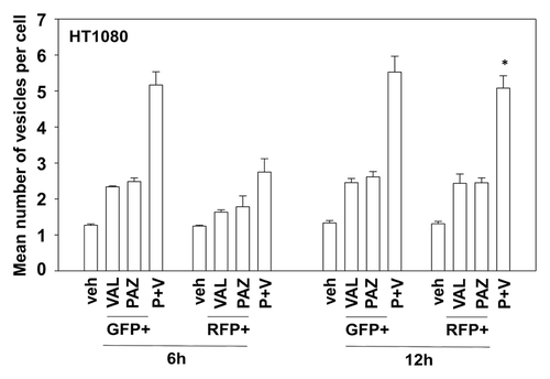 Figure 6. The regulation of autophagy by pazopanib and valproate. HT1080 cells were transfected with a plasmid to express LC3-GFP-RFP. Twenty-four hours after transfection cells were treated with vehicle (DMSO), pazopanib (PAZ, 5.0 μM), and/or valproate (VAL, 500 μM). Cells were microscopically examined 6 h and 12 h after exposure and the number of GFP and RFP punctae determined in at least 40 random cells per condition (n = 3, ± SEM). *P < 0.05 greater than value at 6 h.