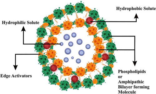 Figure 1. Structure of transfersomes.