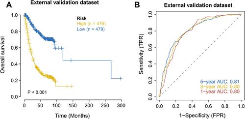 Figure 4 External validation of the clinical prognosis model of postoperative patients with gastric cancer. (A) Survival analysis of the external validation set. Yellow represents the high-risk group, and blue represents the low-risk group. (B) ROC analysis of risk score on external validation (1, 3, 5 years).