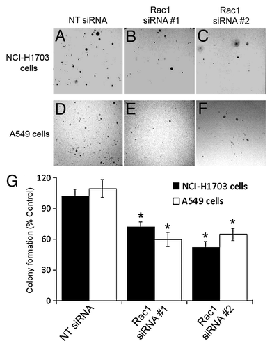 Figure 2. Silencing of Rac1 expression in NSCLC cells diminishes colony formation in soft agar. NCI-H1703 cells (A–C and G) and A549 cells (D–F and G) were transfected with the indicated siRNAs and an equal number of live cells were plated 24 h later in soft agar. Digital images of the cells were collected 5 weeks later (A–F), and the numbers of visible colonies in the agar were counted (G). The results in G are the mean ± SE from three independent experiments conducted with triplicate samples. Symbols above a column indicate a statistical comparison between the indicated sample and the control sample of cells transfected with NT siRNA (*p < 0.05).