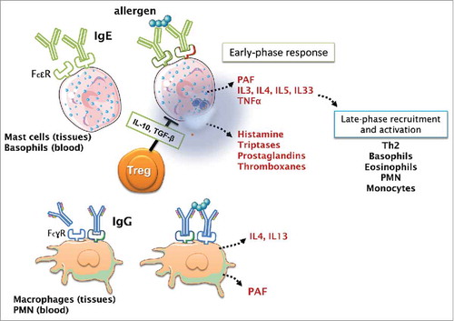 Figure 2. Immunological mechanism of immunotherapy based on nanoparticles carrying allergens. Dendritic cells (DC) are specialized cells able to shape the direction of the specific immune response from the allergic (Th2) to the inflammatory or to the tolerogenic ones. Currently, the allergen-specific IT is based on the gradual administration of increasing amounts of allergens. It is well documented that high-dose injections with short intervals induce T regulatory cells and suppress Th2 cells. However, it is also possible to reduce Th2 responses by increasing Th1 by the use of appropriate adjuvants. Thus, the uptake of allergens containing suitable nanoparticles increase of affinity of the interaction between DC and Th cells, rendering a Th1 response.
