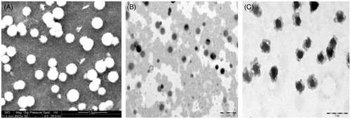 Figure 1. Photomicrographs of placebo chitosan nanoparticles (A) SEM analysis; (B) TEM analysis of uncoupled nanoparticles; (C) TEM analysis of HA coupled nanoparticles.