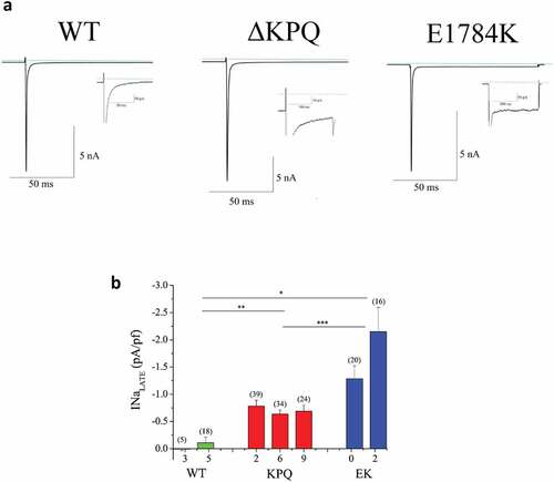 Figure 1. Characterization of INaL in WT and patient derived ΔKPQ and E1784K IPSC-CMs. A. Representative TTX sensitive traces of total INa and INaL (inset) from WT, ΔKPQ, and E1784K IPSC-CMs. B. INaL of each cell line quantified as percentage of INaP. When two tailed unequal variance t-tests are performed on cells types (WT, ΔKPQ, and E1784K) as a whole, E1784K and ΔKPQ, had significantly more INaL than WT (p = 6.5638E-06 and 6.15E-05 respectively). E1784K also had significantly more INaL than ΔKPQ (p = 0.000235918). Currents were elicited by pulsing from a holding potential of −90 mV to −10 mV for 100 ms.