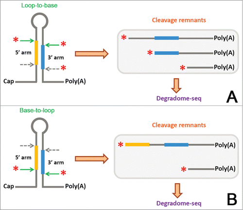 Figure 2. The processing modes of the microRNA precursors could be partially inferred from degradome sequencing (degradome-seq) data. (A) Schematic diagram of DCL1-mediated “loop-to-base” [first cleave on the “loop” side (green arrows), and then on the “base” side (gray arrows)] processing of a pri-miRNA (primary microRNAs). The poly(A)-tailed cleavage remnants generated from the first and the second steps of DCL1-mediated cropping could be detected by degradome-seq. (B) Schematic diagram of DCL1-mediated “base-to-loop” [first cleave on the “base” side (green arrows), and then on the “loop” side (gray arrows)] processing of a pri-miRNA. The poly(A)-tailed processing intermediates generated from the first cleavages on the “base” side could be detected by degradome-seq.