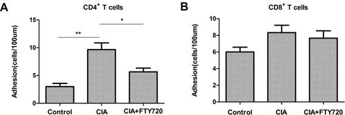 Figure 2 (A) The recruitment of CD4+ T lymphocytes in the peripheral vessels of lower extremity joints in three group mice. **P < 0.01 for comparisons between the CIA model group and the control group, *P < 0.05 for comparisons between the CIA model group and the FTY720 treatment group. (B) The recruitment of CD4+ T lymphocytes in the peripheral vessels of lower extremity joints in three group mice.