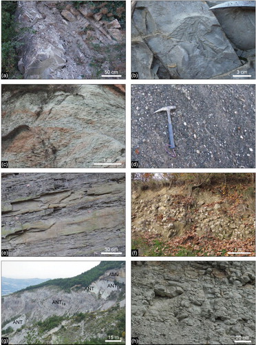 Figure 3. Stratigraphic succession of the External Ligurian Units (A–B) and Epiligurian Units (C–H): (A) Alternating calcareous turbidites, in decimeters to one meters thick beds, and gray clay of the Monte Cassio Flysch (Cassio Unit of the External Ligurian Units; close to Cosola) (B) Close-up of the calcareous turbidites of Figure 3(A), showing typical ichnofossil traces. (C) Alternating whitish and reddish clayey-marl of the ‘Varicolored Mb’. of the Monte Piano marls (close to Ramella). (D) Detail of microconglomerates of the Val Pessola Mb. (Ranzano Formation), sourced from denudation of ophiolitic-derived Ligurian Units (Casasco). Hammer for scale. (E) Grayish pelite of the Varano de’ Melegari Mb., alternating with decimeters thick beds of arenite (Ranzano Formation; North of Montegioco). (F) Matrix-supported conglomerate, with clast derived from denudation of External Ligurian Units, characterizing the basal part of the Varano de’ Melagari Mb. (Ranzano Formation; West of Montegioco). (G) Panoramic view of the clayey marl of the Antognola Formation (ANT), hosting two main olistostromes (‘Polygenetic argillaceous breccias’; ANT1a) sourced from gravitational dismemberment of ‘basal complexes’ of the External Ligurian Units and Eocene – early Oligocene succession of the Epiligurian Units (see also Figure 4(B)). Note that in the uppermost olistostrome (ANT1a), blocks occur only in the upper part (dated to uppermost late Oligocene), few meters below the unconformity that bounds at the base the Monte Vallassa sandstones (AMV), Serravallian in age (SW of Monte Penola). (H) Whitish calcareous marl of the Contignaco Formation (North of Lavasello).