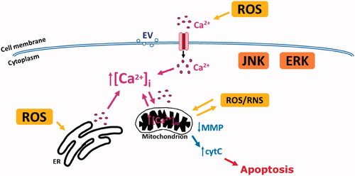 Figure 4. Schematic showing an overview of the signaling pathways induced in bystander cells with calcium signaling playing a central role as discovered by RESC researchers.