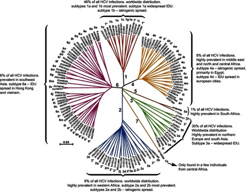 Figure 1 Classification of hepatitis C virus into 7 major genotypes and subtypes. The tree is based on phylogenetic analysis of the open-reading frame (nucleotide) sequences. The overall prevalence and distribution are indicated for each major genotype.