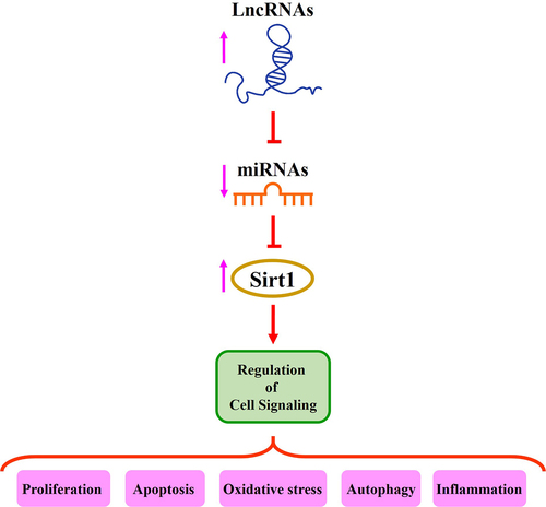 Figure 1. The role of lncRNAs/miRNAs/Sirt1 axis in the regulation of different signaling pathways.